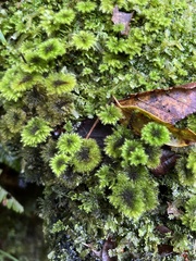 Hypnodendron