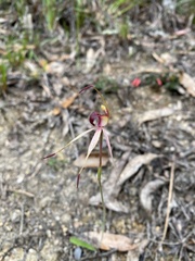 Caladenia australis