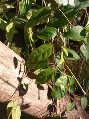 Ficus sarmentosa nipponica