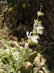 Salvia microstegia