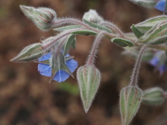 Trichodesma zeylanicum