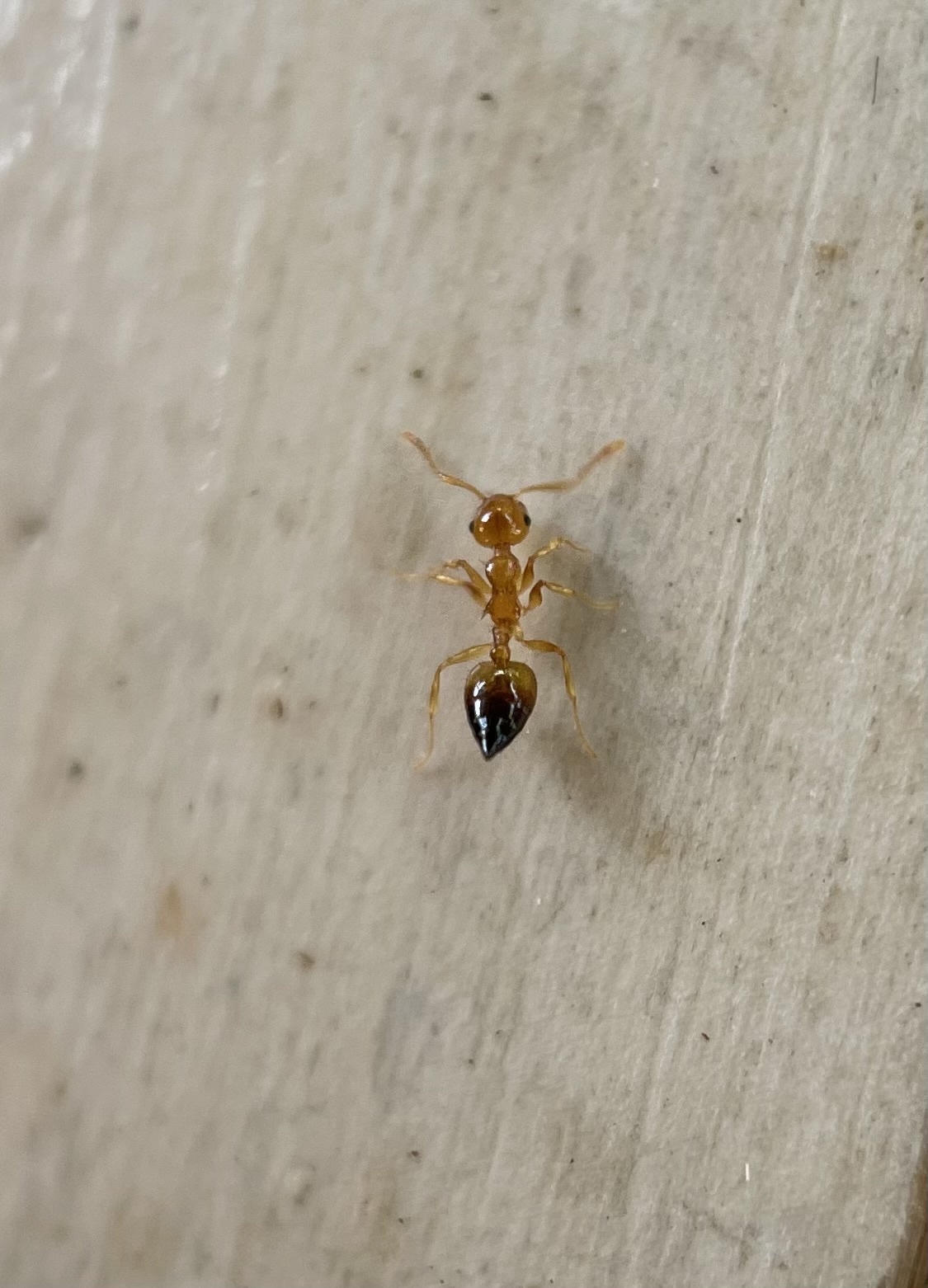 Crematogaster bandarensis
