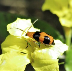 Aulacophora hilaris