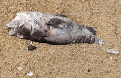 Epinephelus coioides