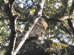 Strix leptogrammica