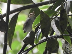 Urosphena whiteheadi