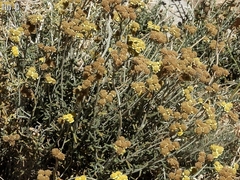 Achillea falcata