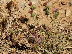 Cousinia hermonis