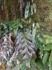 Blechnum colensoi