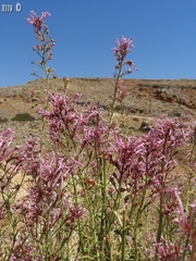 Centranthus longiflorus