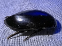 Hydrophilus triangularis