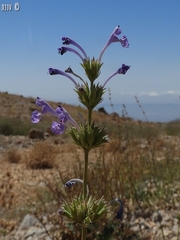 Nepeta glomerata