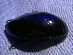 Hydrophilus triangularis