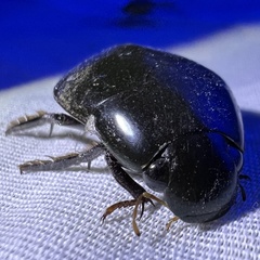 Hydrophilus triangularis
