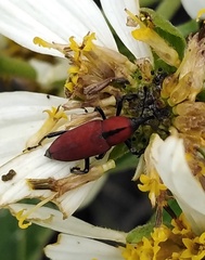 Rhodobaenus sanguineus