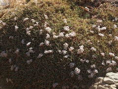 Acantholimon libanoticum