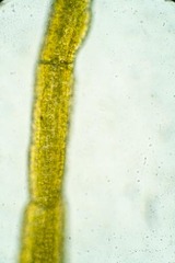 Tortella alpicola