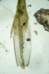 Tortella alpicola