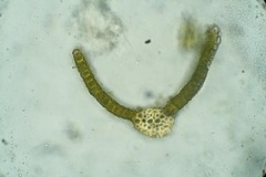 Tortella alpicola