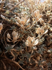 Alyssum baumgartnerianum