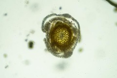 Tortella alpicola