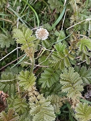Acaena anserinifolia