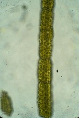 Tortella alpicola