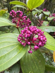 Medinilla speciosa