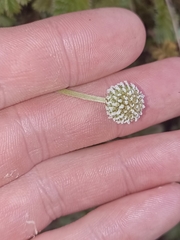 Acaena anserinifolia