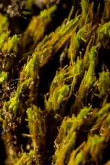 Tortella alpicola