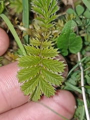 Acaena anserinifolia