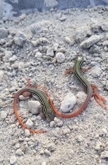 Aspidoscelis gularis