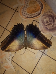 Caligo telamonius memnon