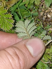 Acaena anserinifolia