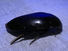 Hydrophilus triangularis