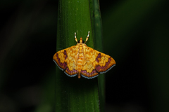 Isocentris filalis
