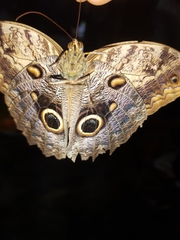 Caligo telamonius memnon