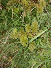 Acaena anserinifolia