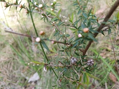 Leptospermum continentale