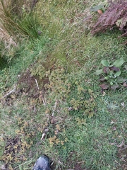 Acaena anserinifolia