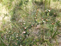Leptospermum continentale
