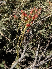Hypericum libanoticum