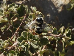 Bombus niveatus