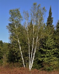 Betula