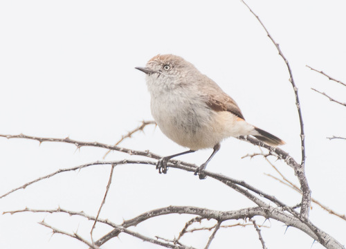 Acanthiza uropygialis