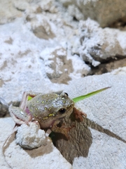 Hyperolius marmoratus