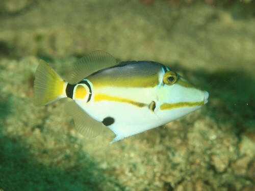 Halfmoon Triggerfish (Fishes of Cabbage Tree Bay Aquatic Reserve ...