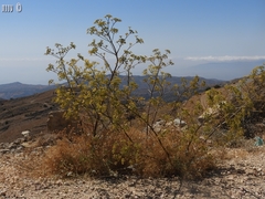 Ferulago trachycarpa