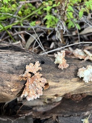 Schizophyllum commune