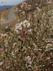 Atraphaxis billardierei